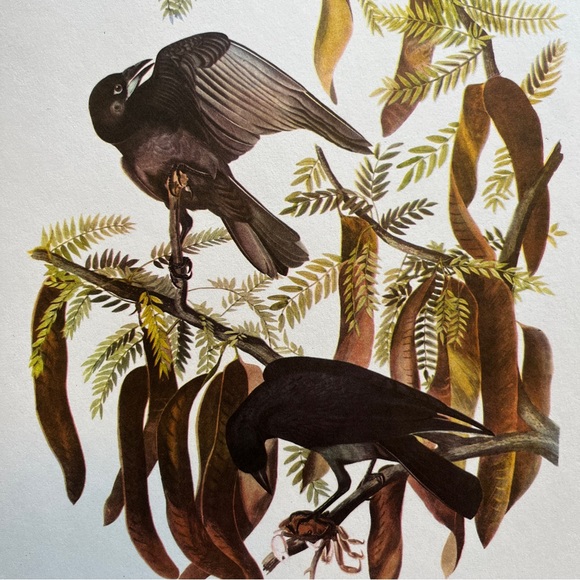 Vintage Audubon Birds of America Lithograph Print, Fish Crow - Picture 2 of 4